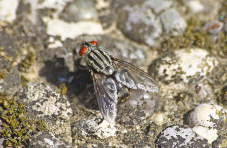 Graue Fleischfliege (Sarcophaga carnaria) - © Emanuel Trummer